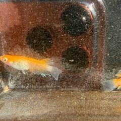 レッドクリフ紅白2ペア_メダカの画像