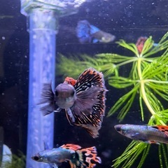 国産プラチナモザイクダンボの画像