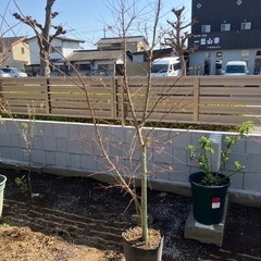 紅葉の苗木の画像