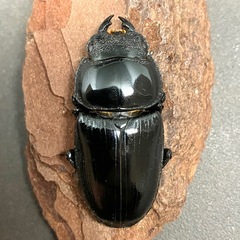 【御成約済】（成虫トリオ）タイワンオオクワガタの画像