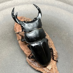 【御成約済】（成虫トリオ）タイワンオオクワガタの画像