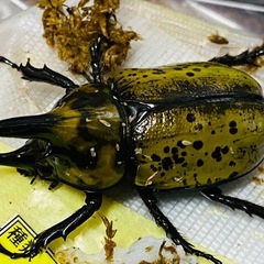 （お取引中）
①⓪ティティウスシロカブト新成虫ペアの販売の画像