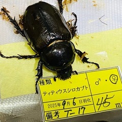 （お取引中）
①⓪ティティウスシロカブト新成虫ペアの販売の画像