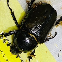 （お取引中）
①⓪ティティウスシロカブト新成虫ペアの販売の画像