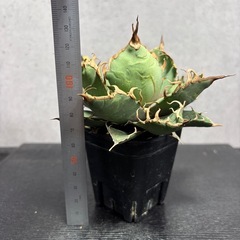 【鉢ごと・即飾れる】アガベ チタノタ '凱撒' シーザー（プラステラ75）Cの画像