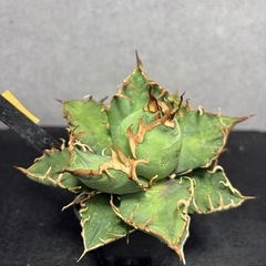 【鉢ごと・即飾れる】アガベ チタノタ '凱撒' シーザー（プラステラ75）Cの画像