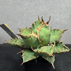 【鉢ごと・即飾れる】アガベ チタノタ '凱撒' シーザー（プラステラ75）Cの画像