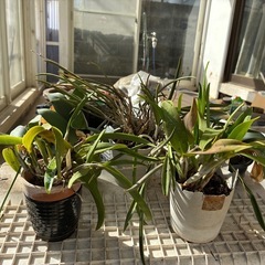 観葉植物一式
の画像