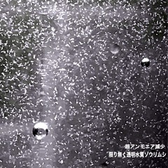 春💐これが本物！メダカに生餌ゾウリムシ900×⒉本=1,800ml もう直ぐ🇸🇻ラムネ＊ブルー成魚の画像