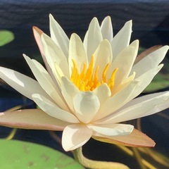 🌸睡蓮（ハワイアンゴールド ）1ポットの画像