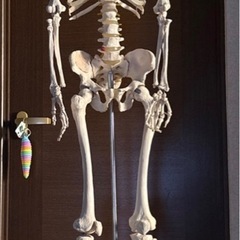 　全身骨格模型　人体模型　　　　　　　の画像