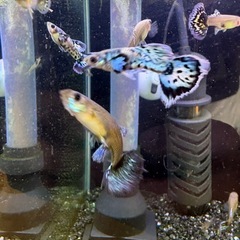 国産アイボリーモザイクダンボグッピー
の画像