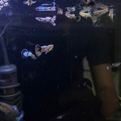 国産アイボリーモザイクダンボグッピー
の画像