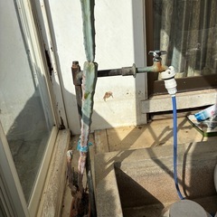 背の高いサボテン君の画像