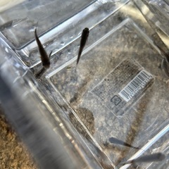 オロチ選別漏れ10匹🐟オマケ1匹の画像