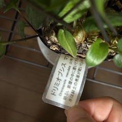 ドリミオプシス　マクラータの画像