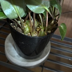 ドリミオプシス　マクラータの画像