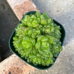 多肉植物　ハオルチア　ウンブラティコラ　①の画像
