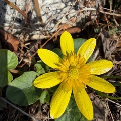 ヒメリュウキンカ(姫立金花)　　①の画像