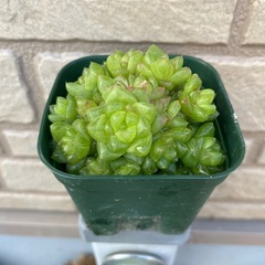 多肉植物　ハオルチア　ウンブラティコラ　②の画像