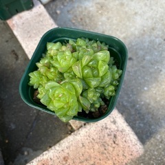 多肉植物　ハオルチア　ウンブラティコラ　③の画像
