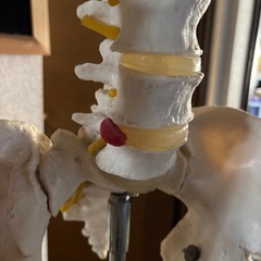 　全身骨格模型　人体模型　　　　　　　の画像