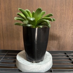 ハオルチア　玉扇✖️オブツーサの画像