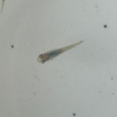 深海めだか10匹オマケ🐟1匹の画像