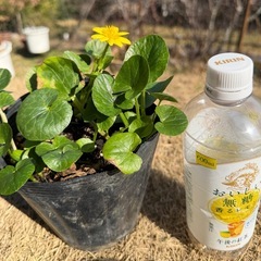 ヒメリュウキンカ(姫立金花)　　①の画像