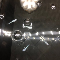 サボテンメダカ　メダカの画像