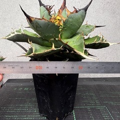 【黒棘・低重】アガベ チタノタ 'ハデス' 黒帝斯（特選・低重心・鉢ごと）の画像