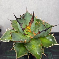 【黒棘・低重】アガベ チタノタ 'ハデス' 黒帝斯（特選・低重心・鉢ごと）の画像