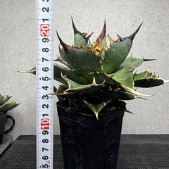 【黒棘・低重】アガベ チタノタ 'ハデス' 黒帝斯（特選・低重心・鉢ごと）の画像