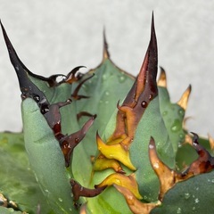 【黒棘・低重】アガベ チタノタ 'ハデス' 黒帝斯（特選・低重心・鉢ごと）の画像