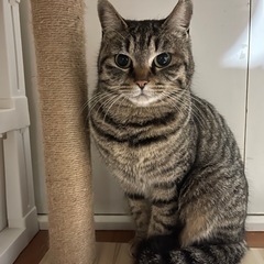 キジトラの女の子