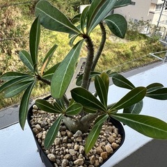 アデニウムミニレッドの画像