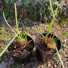 🌾笛吹水仙（キルタンサス）1ポットの画像