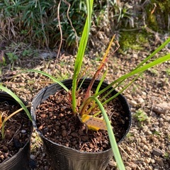 🌾笛吹水仙（キルタンサス）1ポットの画像