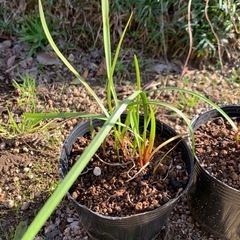 🌾笛吹水仙（キルタンサス）1ポットの画像