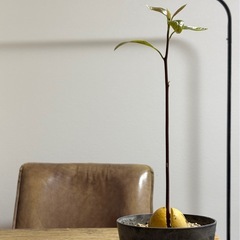 アボカド　の画像