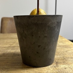 アボカド　の画像