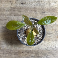 アボカド　の画像