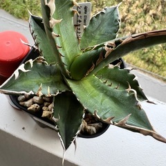 アガベ　レッドキャットウィーズルの画像