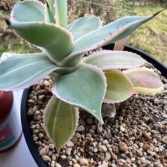 アガベ　ポタトラム鳳凰の画像