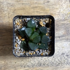 ハオルチア トロピカルナイトの画像