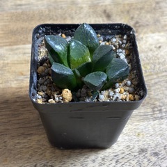 ハオルチア トロピカルナイトの画像