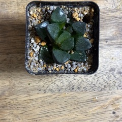 ハオルチア トロピカルナイトの画像