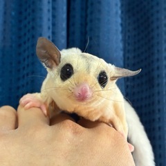 3周年セール開催🎉対象生体多数‼️‼️要確認🙌 - 名古屋市