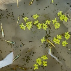 メダカ(翠) 3匹の画像