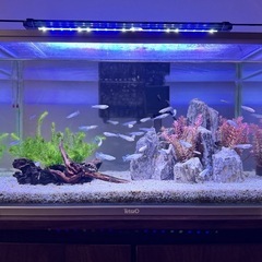 ゾウリムシ✿500mlの画像